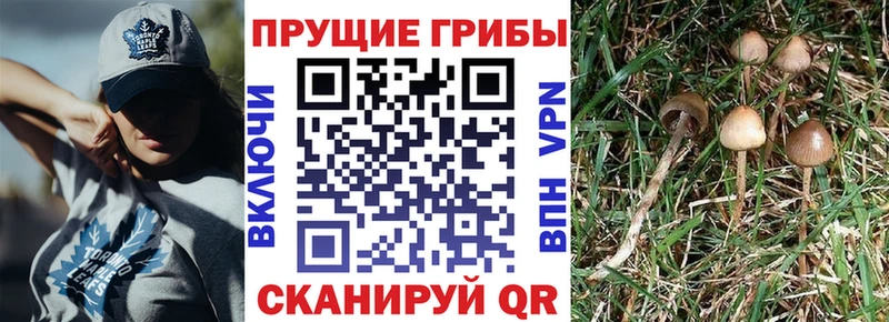 mega рабочий сайт  Балашиха  Галлюциногенные грибы Psilocybine cubensis 